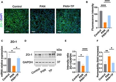 Triptolide decreases podocytes permeability by regulating TET2-mediated hydroxymethylation of ZO-1